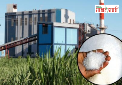 latest sugar news